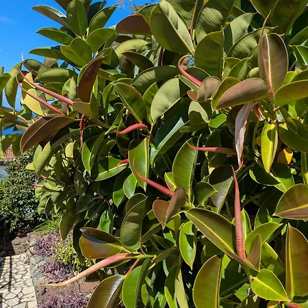 Casa Vreneli, Meerblick, Dom wakacyjny