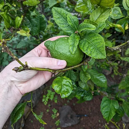 Casa de Férias Casa Vreneli, Meerblick, Sauzal